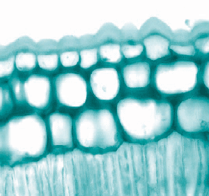 epidernis gr small transp